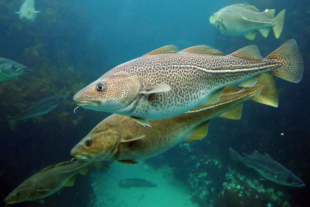Cod in cold water with fishing gear nearby
