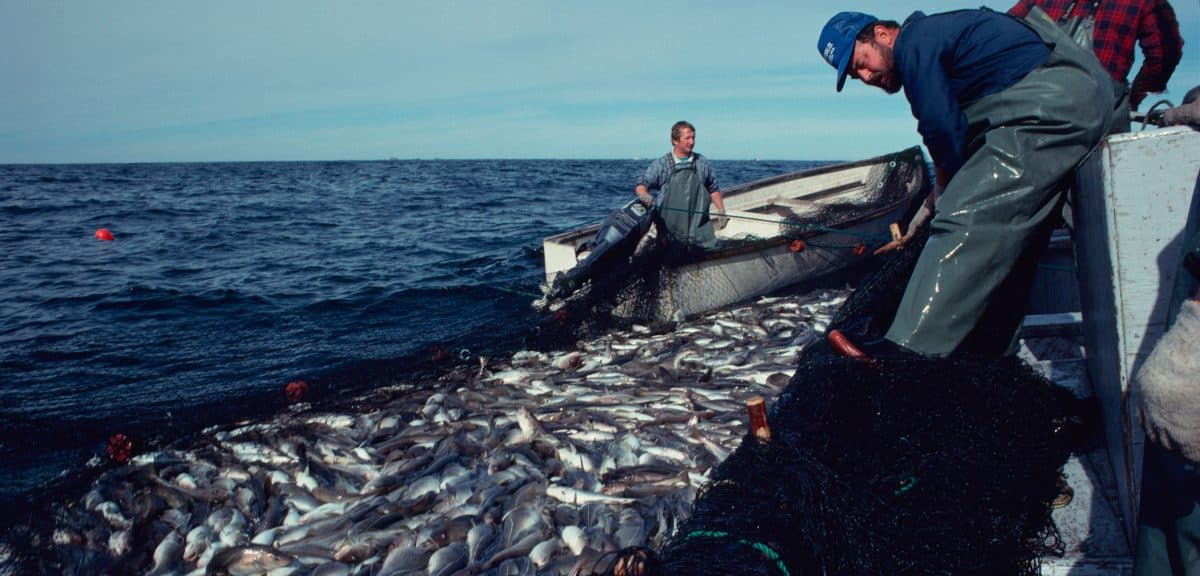 Researchers analyzing cod stock data