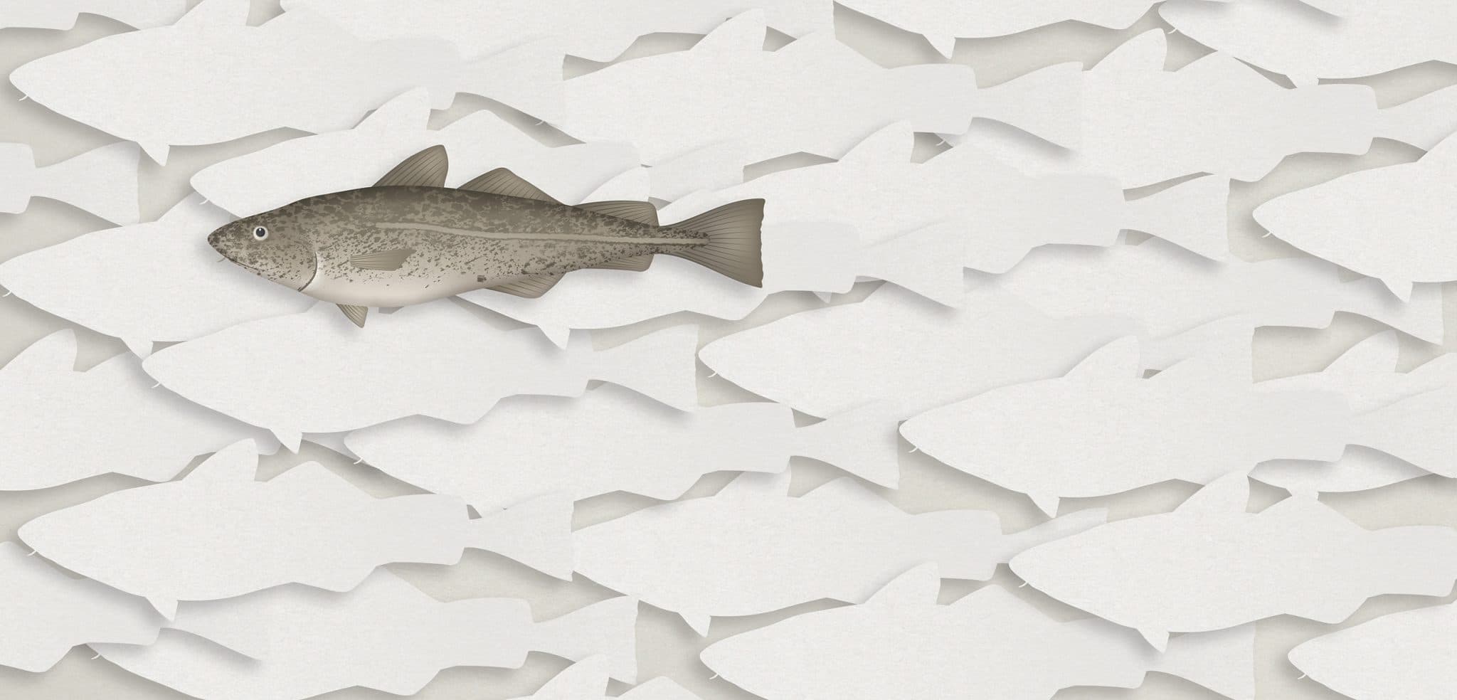 Animation of North Sea cod population reacting to overfishing
